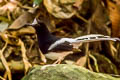 Northern White-crowned Forktail Enicurus leschenaulti sinensis