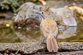 Ochraceous Bulbul Alophoixus ochraceus ochraceus