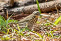 Olive-backed Pipit Anthus hodgsoni yunnanensis