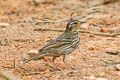 Olive-backed Pipit Anthus hodgsoni yunnanensis