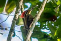 Olive-backed Woodpecker Gecinulus rafflesii rafflesii