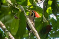 Olive-backed Woodpecker Gecinulus rafflesii rafflesii