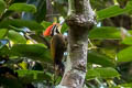 Olive-backed Woodpecker Gecinulus rafflesii rafflesii