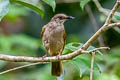 Olive-winged Bulbul Pycnonotus plumosus plumosus