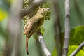 Olive Bulbul Iole viridescens viridescens