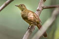 Olive Bulbul Iole viridescens viridescens