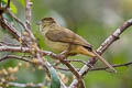 Olive Bulbul Iole viridescens lekhakuni