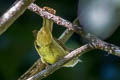 Olive Bulbul Iole viridescens viridescens