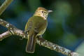 Olive Bulbul Iole viridescens viridescens