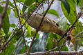 Olive Bulbul Iole viridescens lekhakuni