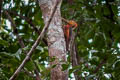 Orange-backed Woodpecker Chrysocolaptes validus xanthopygius