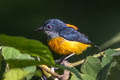 Orange-bellied Flowerpecker Dicaeum trigonostigma rubropygium