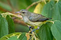 Orange-bellied Flowerpecker Dicaeum trigonostigma rubropygium