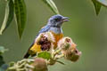 Orange-bellied Flowerpecker Dicaeum trigonostigma rubropygium