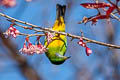 Orange-bellied Leafbird Chloropsis hardwickii hardwickii