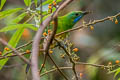 Orange-bellied Leafbird Chloropsis hardwickii hardwickii