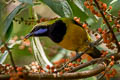 Orange-bellied Leafbird Chloropsis hardwickii hardwickii