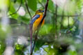 Orange-breasted Trogon Harpactes oreskios uniformis