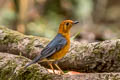 Orange-headed Thrush Zoothera citrina innonata