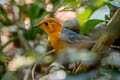 Orange-headed Thrush Zoothera citrina innonata