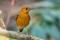 Orange-headed Thrush Zoothera citrina gibsonhilli