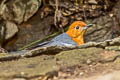 Orange-headed Thrush Zoothera citrina gibsonhilli