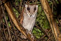 Oriental Bay Owl Phodilus badius saturatus