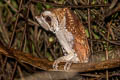 Oriental Bay Owl Phodilus badius saturatus