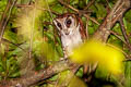 Oriental Bay Owl Phodilus badius saturatus