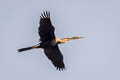 Oriental Darter Anhinga melanogaster