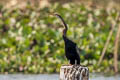 Oriental Darter Anhinga melanogaster