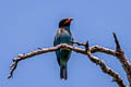 Oriental Dollarbird Eurystomus orientalis orientalis