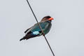 Oriental Dollarbird Eurystomus orientalis orientalis