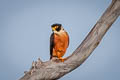 Oriental Hobby Falco severus