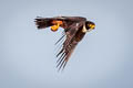 Oriental Hobby Falco severus