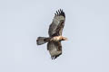 Oriental Honey Buzzard Pernis ptilorhynchus orientalis