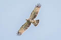 Oriental Honey Buzzard Pernis ptilorhynchus orientalis