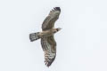 Oriental Honey Buzzard Pernis ptilorhynchus orientalis