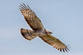 Oriental Honey Buzzard Pernis ptilorhynchus orientalis