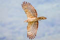 Oriental Honey Buzzard Pernis ptilorhynchus orientalis