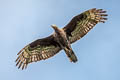 Oriental Honey Buzzard Pernis ptilorhynchus orientalis