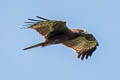 Oriental Honey Buzzard Pernis ptilorhynchus orientalis