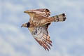 Oriental Honey Buzzard Pernis ptilorhynchus orientalis