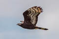 Oriental Honey Buzzard Pernis ptilorhynchus orientalis