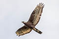 Oriental Honey Buzzard Pernis ptilorhynchus orientalis