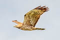 Grey-faced Buzzard Butastur indicus