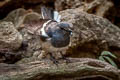 Oriental Magpie-Robin Copsychus saularis saularis 