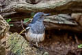 Oriental Magpie-Robin Copsychus saularis saularis 