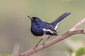 Oriental Magpie-Robin Copsychus saularis saularis 