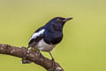 Oriental Magpie-Robin Copsychus saularis saularis 